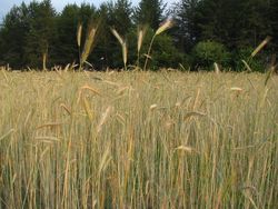 Triticale straw