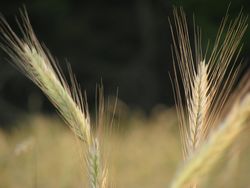 Triticale closeup (1)