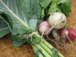 Sanford farmer's market collards + radishes