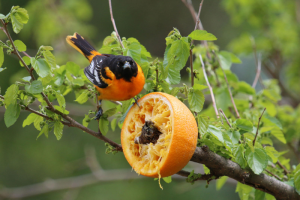 Branch orange feeder