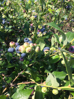 Blueberry bush