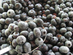 Frozen blueberries