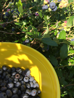 Blueberries in pail