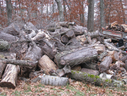 Wood pile