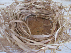 Dried grass + leaf bird nest