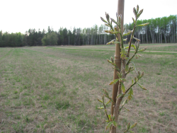 Burr oak new leaves