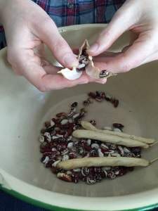 Shelling beans