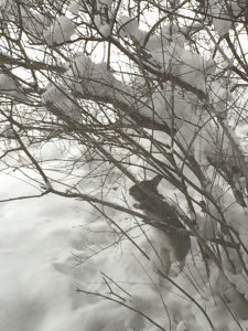 Rabbit eating lilac shoots